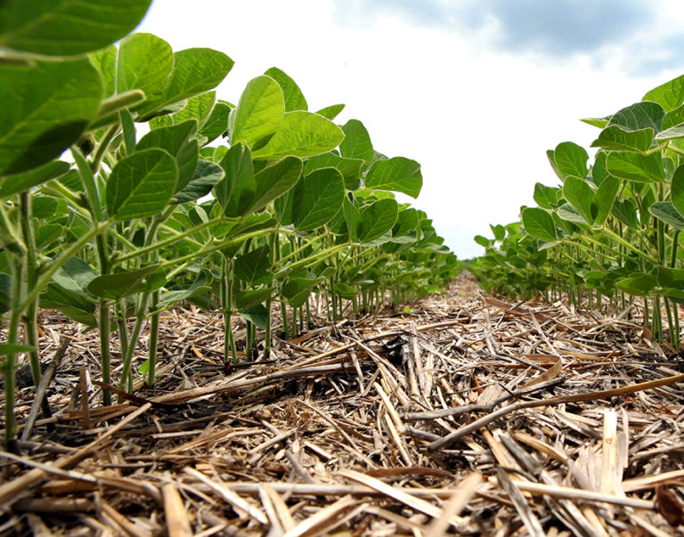 Comprendre l'agriculture de conservation des sols (ACS) - Novalis Terra