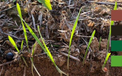 Comment implanter, fertiliser et désherber ses céréales d’automne en Agriculture de Conservation des Sols ?